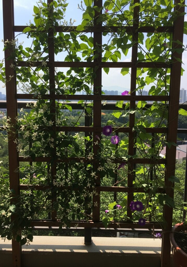 Add a Trellis with Climbing Plants